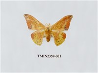 藏品(鉛斑帶鉤蛾)的圖片